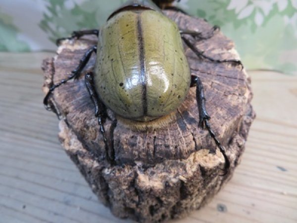 画像3: ☆新成虫☆D.H.ヘラクレス♂101ミリ♀57ミリペア販売！！ (3)