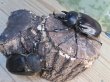 画像5: ☆新成虫☆レックスゾウカブト♂82ミリ♀70ミリペア販売！！ (5)