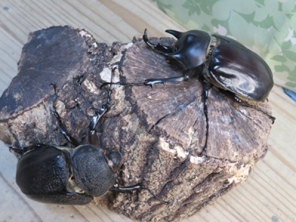 画像5: ☆新成虫☆レックスゾウカブト♂82ミリ♀70ミリペア販売！！ (5)