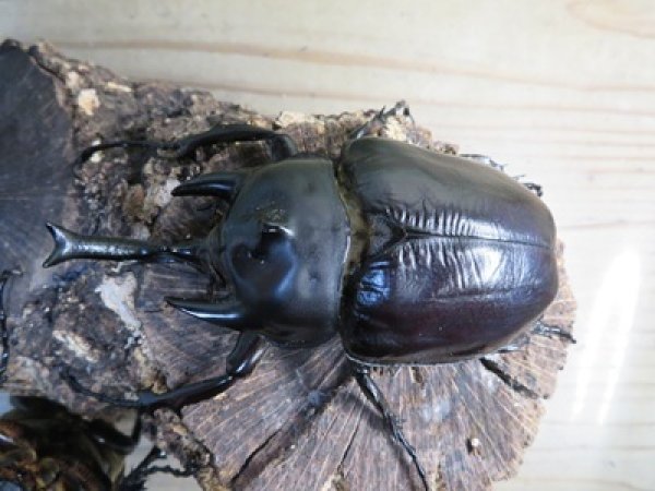 画像2: ☆新成虫☆レックスゾウカブト♂96ミリ♀73ミリペア販売！！ (2)