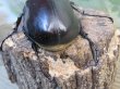 画像3: ☆新成虫☆レックスゾウカブト♂82ミリ♀70ミリペア販売！！ (3)