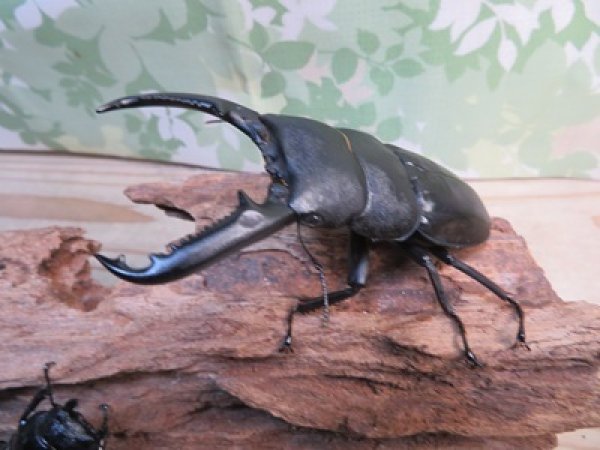 画像1: ☆新成虫☆パラワンオオヒラタクワガタ♂100ミリ♀51ミリペア＋♀46ミリ計3頭トリオ販売！！ (1)