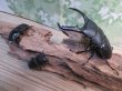 画像6: ☆新成虫☆パラワンオオヒラタクワガタ♂100ミリ♀51ミリペア＋♀46ミリ計3頭トリオ販売！！ (6)
