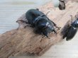 画像4: ☆新成虫☆パラワンオオヒラタクワガタ♂100ミリ♀51ミリペア＋♀46ミリ計3頭トリオ販売！！ (4)