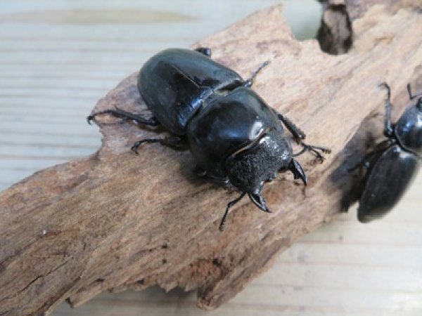画像4: ☆新成虫☆パラワンオオヒラタクワガタ♂100ミリ♀51ミリペア＋♀46ミリ計3頭トリオ販売！！ (4)
