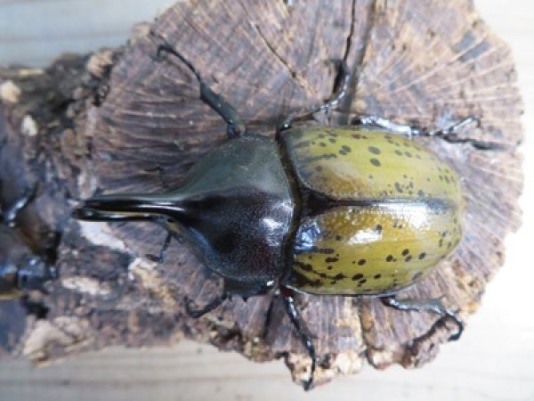 画像2: ☆新成虫☆D.H.レイディ♂71ミリ♀フリーサイズペア販売！！ (2)