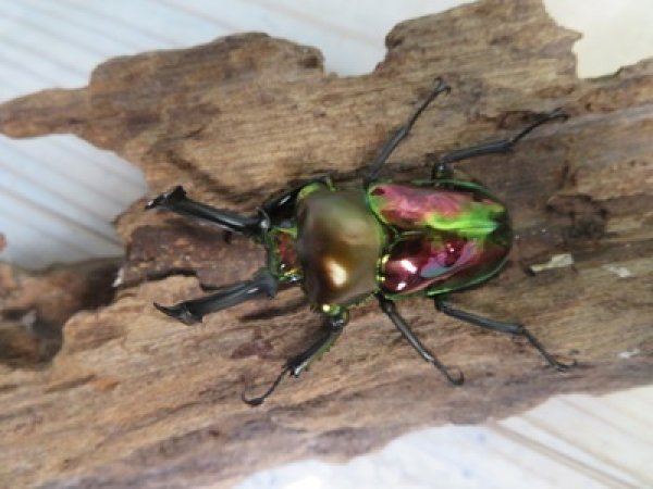 画像2: ☆ピカール血統☆ニジイロクワガタ♂54ミリ♀フリーサイズペア販売！！ (2)