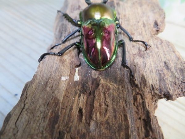 画像3: ☆ピカール血統☆ニジイロクワガタ♂54ミリ♀フリーサイズペア販売！！ (3)