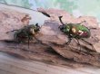 画像5: ☆ピカール血統☆ニジイロクワガタ♂54ミリ♀フリーサイズペア販売！！ (5)