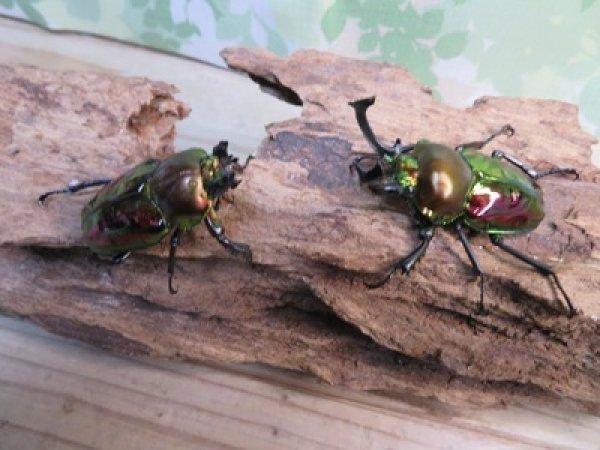 画像5: ☆ピカール血統☆ニジイロクワガタ♂54ミリ♀フリーサイズペア販売！！ (5)