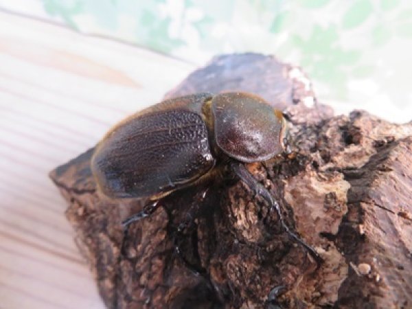 画像4: ☆新成虫☆D.H.レイディ♂70ミリ♀フリーサイズペア販売！！ (4)