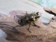 画像4: ☆ピカール血統☆ニジイロクワガタ♂54ミリ♀フリーサイズペア販売！！ (4)