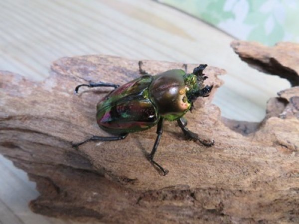 画像4: ☆ピカール血統☆ニジイロクワガタ♂54ミリ♀フリーサイズペア販売！！ (4)