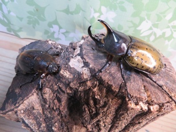 画像5: ☆新成虫☆D.H.レイディ♂71ミリ♀フリーサイズペア販売！！ (5)