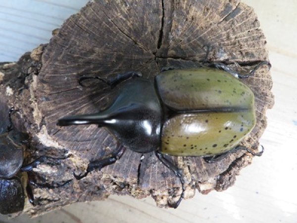 画像2: ☆新成虫☆D.H.レイディ♂70ミリ♀フリーサイズペア販売！！ (2)