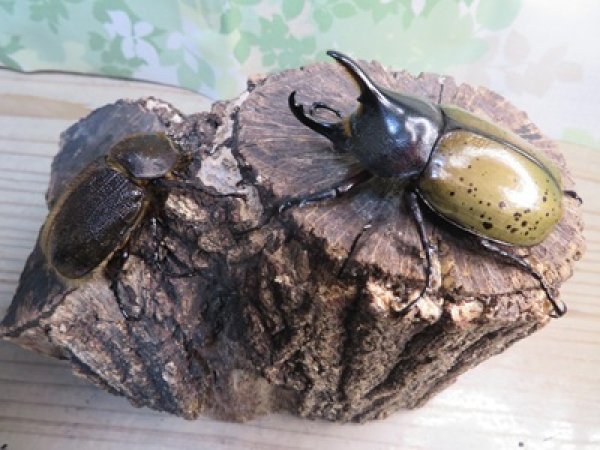 画像5: ☆新成虫☆D.H.レイディ♂70ミリ♀フリーサイズペア販売！！ (5)