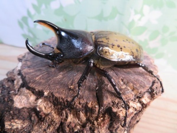 画像1: ☆新成虫☆D.H.レイディ♂71ミリ♀フリーサイズペア販売！！ (1)