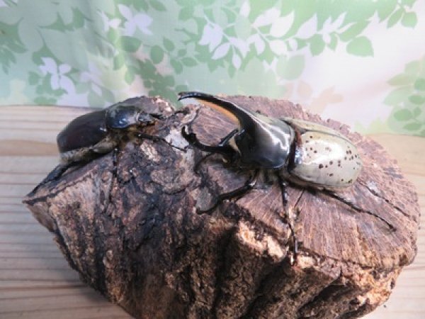 画像5: ☆新成虫☆グラントシロカブト♂74ミリ♀51ミリペア販売！！ (5)