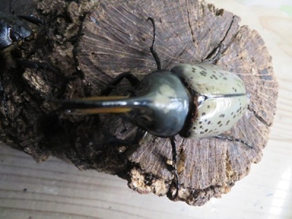 画像2: ☆新成虫☆グラントシロカブト♂74ミリ♀51ミリペア販売！！ (2)