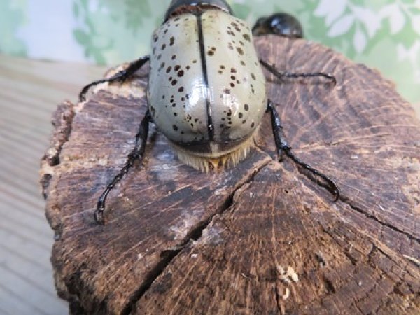 画像3: ☆新成虫☆グラントシロカブト♂74ミリ♀51ミリペア販売！！ (3)