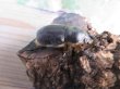 画像4: ☆新成虫☆グラントシロカブト♂74ミリ♀51ミリペア販売！！ (4)