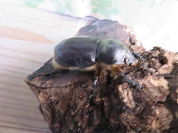 画像4: ☆新成虫☆グラントシロカブト♂74ミリ♀51ミリペア販売！！ (4)