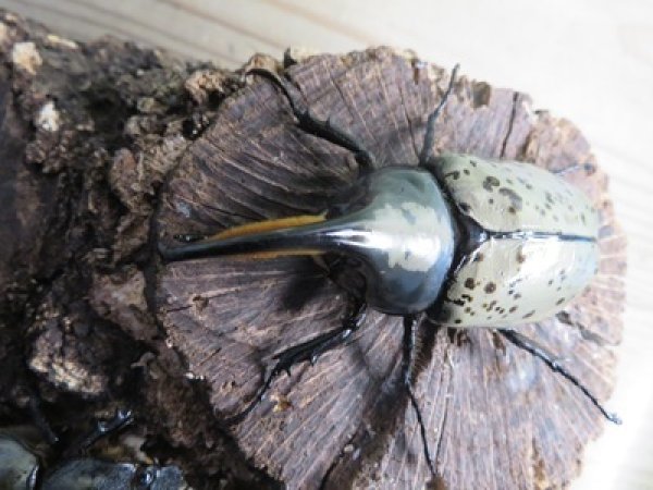画像2: ☆新成虫☆グラントシロカブト♂74ミリ♀52ミリペア販売！！ (2)