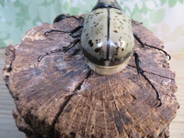 画像3: ☆新成虫☆グラントシロカブト♂74ミリ♀52ミリペア販売！！ (3)