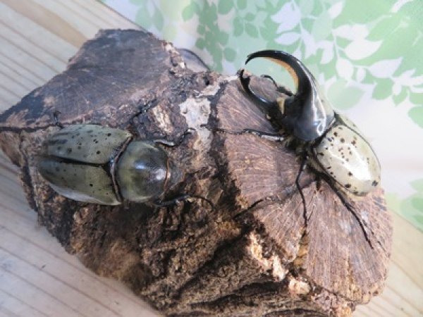 画像5: ☆新成虫☆グラントシロカブト♂74ミリ♀52ミリペア販売！！ (5)