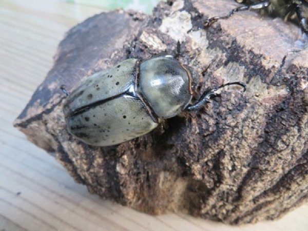 画像4: ☆新成虫☆グラントシロカブト♂74ミリ♀52ミリペア販売！！ (4)