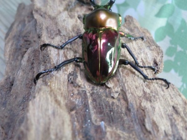 画像3: ☆レッド血統☆ニジイロクワガタ♂48ミリ♀フリーサイズペア販売！！ (3)