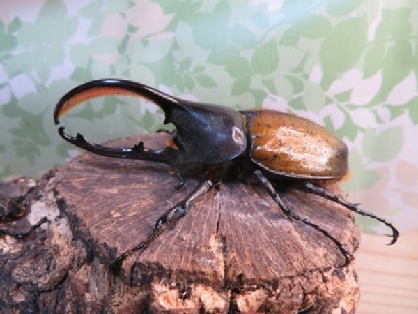 画像1: ☆新成虫☆D.H.オキシデンタリス♂103ミリ♀62ミリペア販売！！ (1)