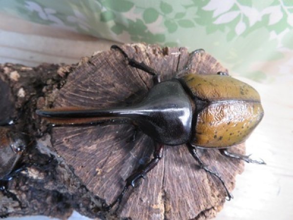 画像2: ☆新成虫☆D.H.オキシデンタリス♂103ミリ♀62ミリペア販売！！ (2)