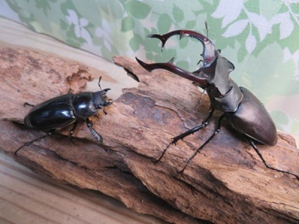 画像5: ☆26年種親用☆アクベシアヌスミヤマクワガタ♂83ミリ♀44ミリペア販売！！ (5)