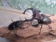 画像5: ☆26年種親用☆大型ユダイクスミヤマクワガタ♂92ミリ♀50ミリペア販売！！ (5)