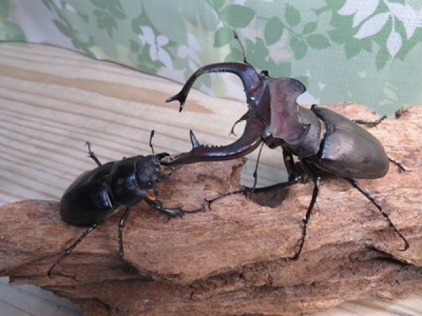 画像5: ☆26年種親用☆大型ユダイクスミヤマクワガタ♂92ミリ♀50ミリペア販売！！ (5)