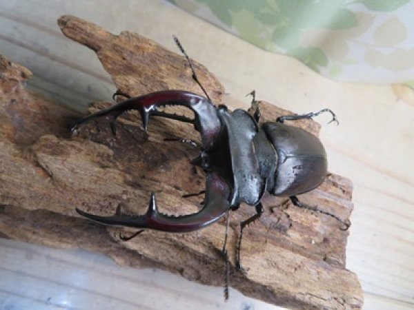 画像2: ☆26年種親用☆アクベシアヌスミヤマクワガタ♂83ミリ♀44ミリペア販売！！ (2)