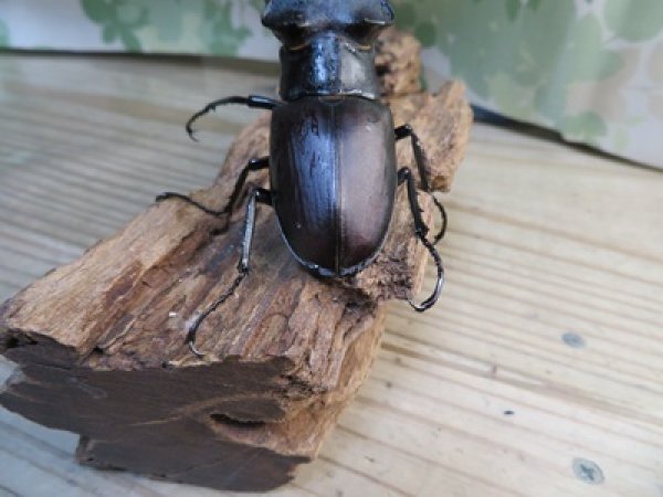 画像3: ☆26年種親用☆アクベシアヌスミヤマクワガタ♂83ミリ♀44ミリペア販売！！ (3)