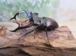 画像1: ☆26年種親用☆アクベシアヌスミヤマクワガタ♂83ミリ♀44ミリペア販売！！ (1)