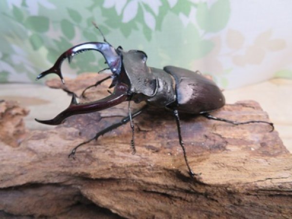 画像1: ☆26年種親用☆アクベシアヌスミヤマクワガタ♂83ミリ♀44ミリペア販売！！ (1)