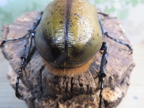 画像3: ☆新成虫☆D.H.オキシデンタリス♂103ミリ♀62ミリペア販売！！ (3)