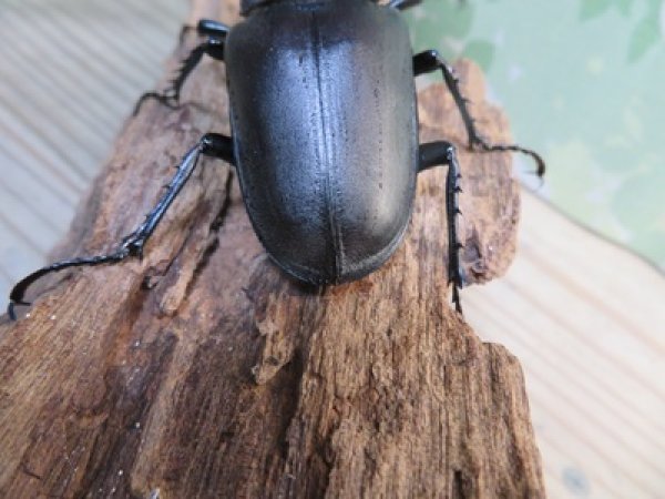 画像3: ☆26年種親用☆大型ユダイクスミヤマクワガタ♂92ミリ♀50ミリペア販売！！ (3)