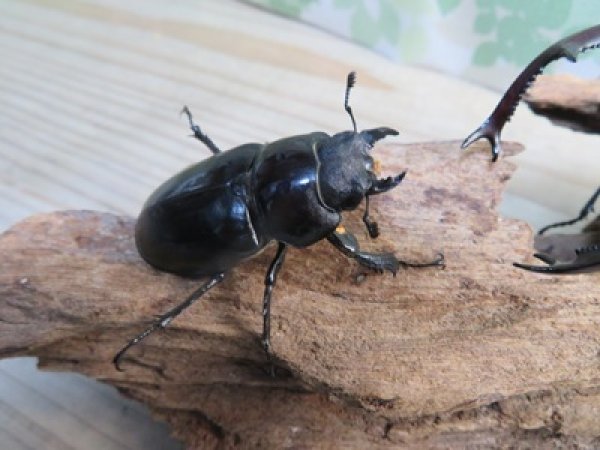 画像4: ☆26年種親用☆大型ユダイクスミヤマクワガタ♂92ミリ♀50ミリペア販売！！ (4)