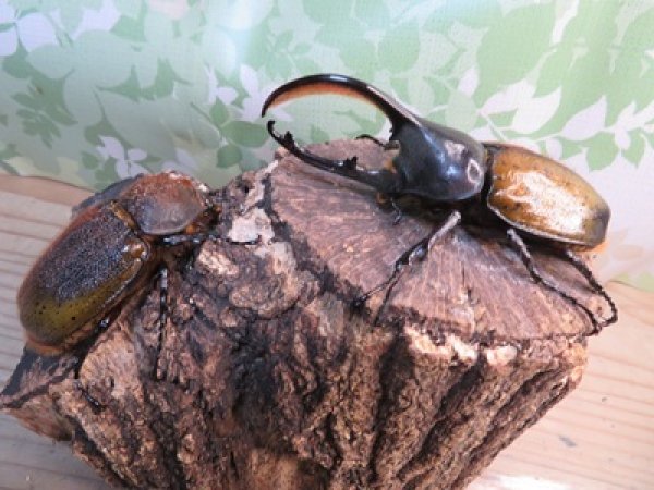 画像5: ☆新成虫☆D.H.オキシデンタリス♂103ミリ♀62ミリペア販売！！ (5)