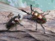 画像5: ☆レッド血統☆ニジイロクワガタ♂48ミリ♀フリーサイズペア販売！！ (5)