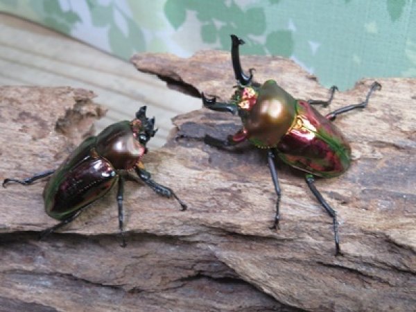 画像5: ☆レッド血統☆ニジイロクワガタ♂48ミリ♀フリーサイズペア販売！！ (5)