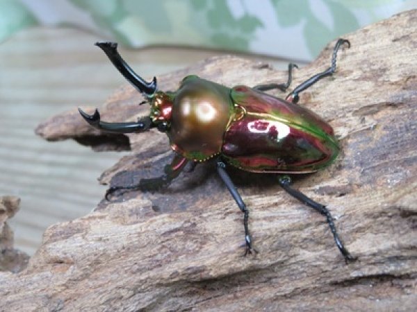 画像1: ☆レッド血統☆ニジイロクワガタ♂48ミリ♀フリーサイズペア販売！！ (1)