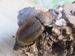画像4: ☆新成虫☆D.H.オキシデンタリス♂103ミリ♀62ミリペア販売！！ (4)