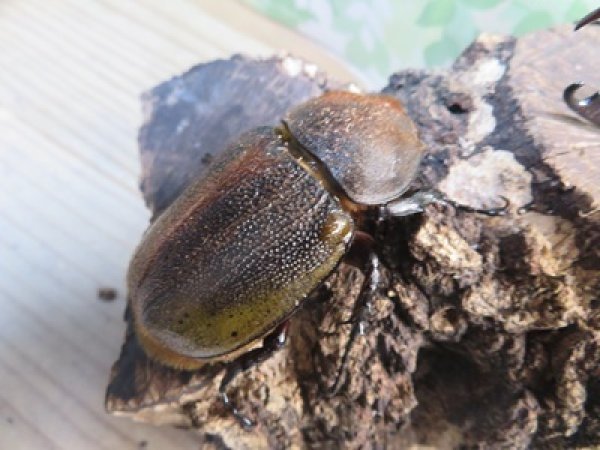 画像4: ☆新成虫☆D.H.オキシデンタリス♂103ミリ♀62ミリペア販売！！ (4)