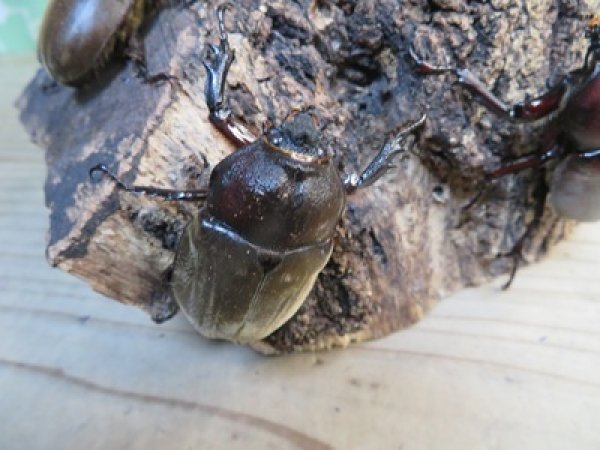 画像4: ☆WF1新成虫☆愛知県名古屋市産！国産カブトムシM〜Lサイズ2ペアセット販売！！ (4)